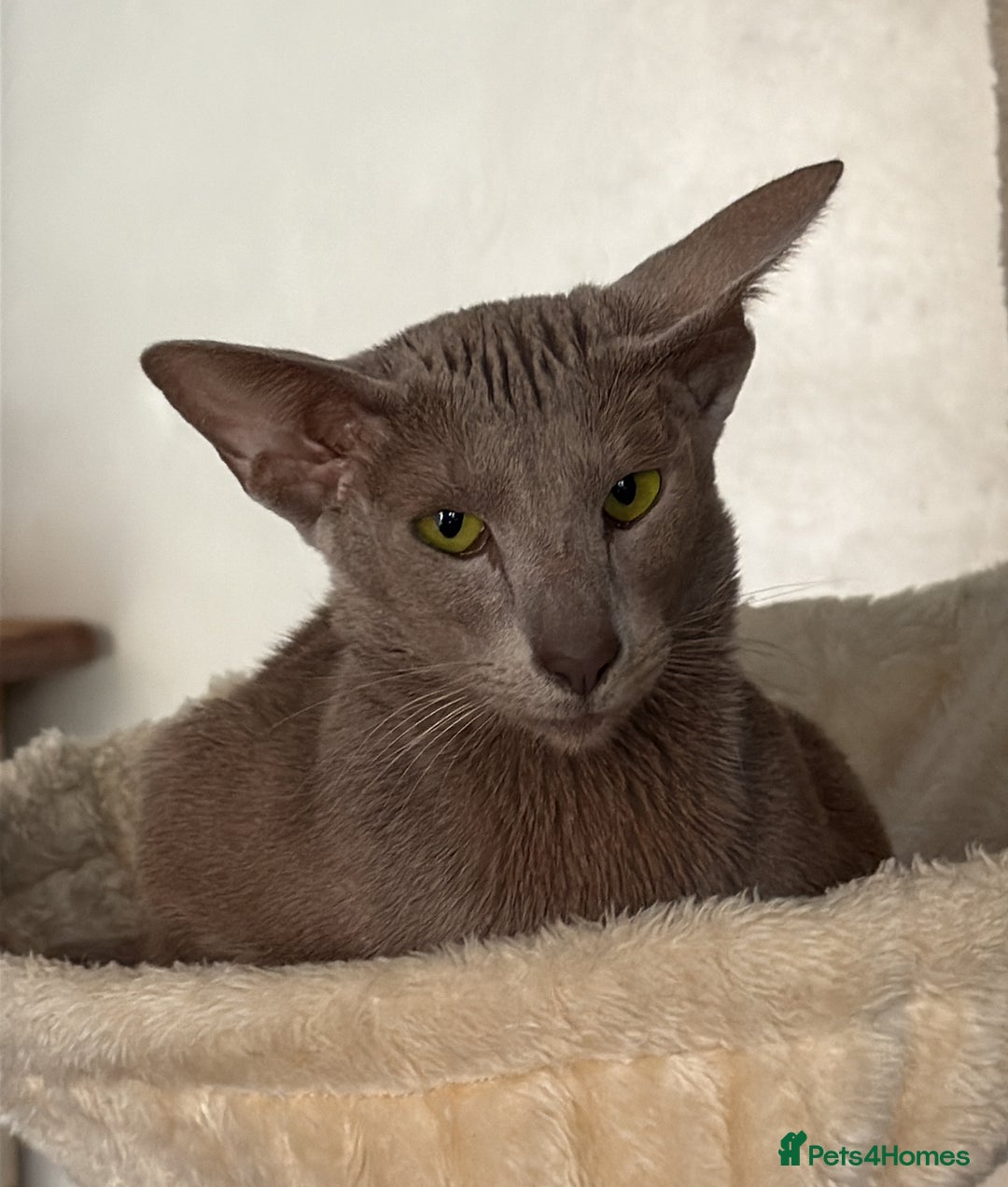 Oriental cats for sale: Lilac oriental shorthair GCCF registered  - Image 3