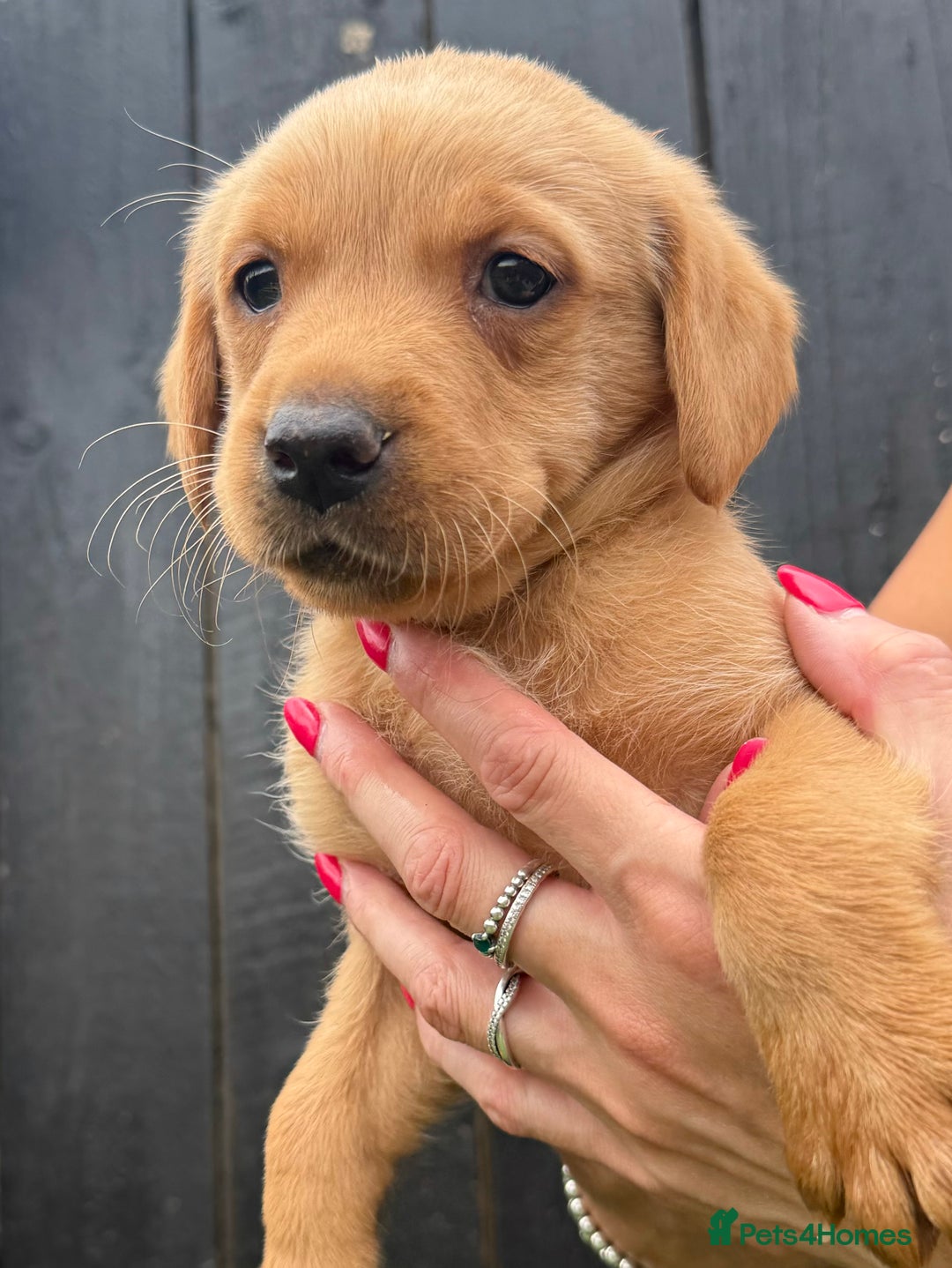 Labrador Retriever dogs for sale: Beautiful fox red Labrador pups - Image 13