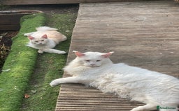 Maine Coon cats for sale: Beautiful girl  - Image 8
