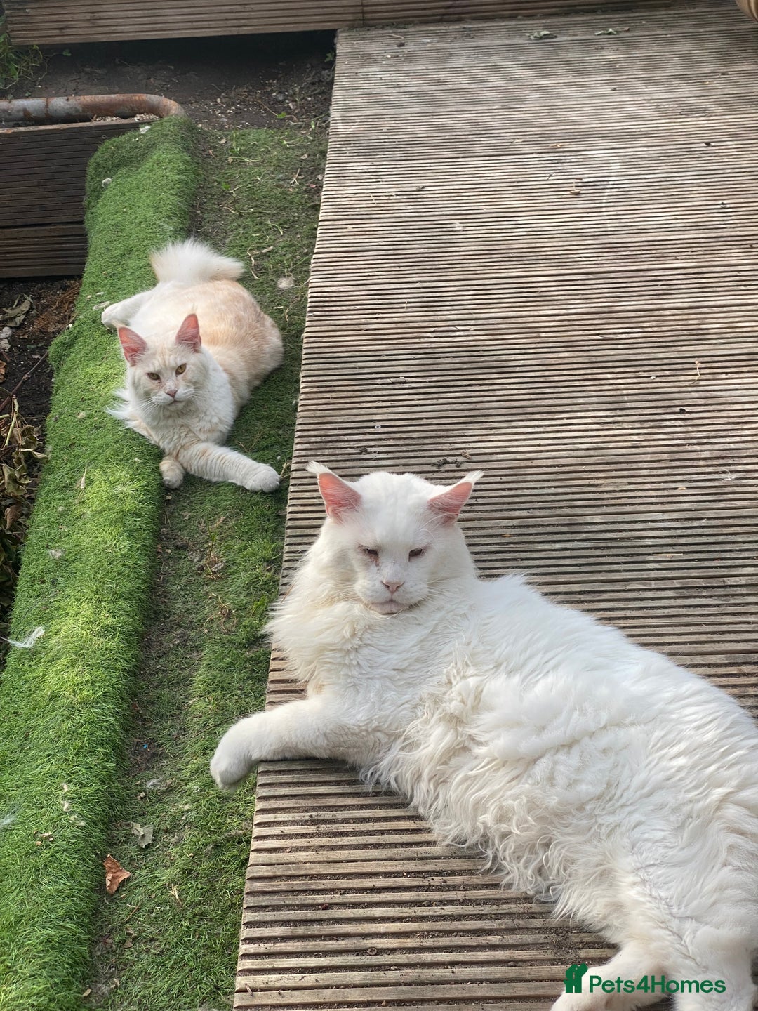 Maine Coon cats for sale: Beautiful girl  - Image 8