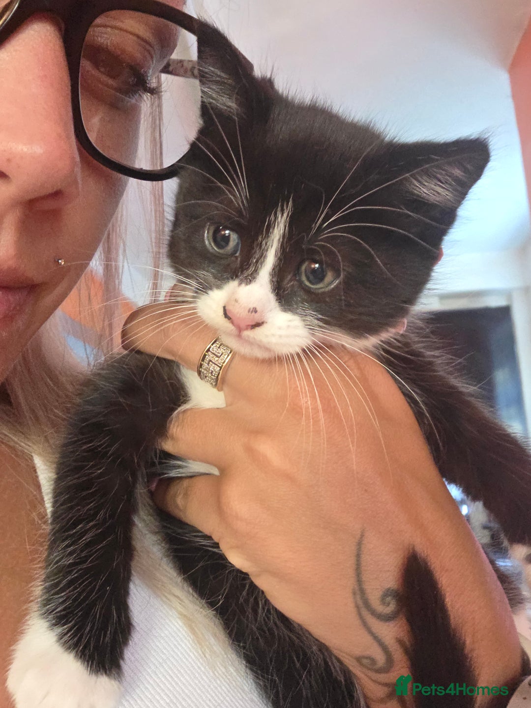 Maine Coon cats for sale: Stunning maincoon cross kittens  - Image 7