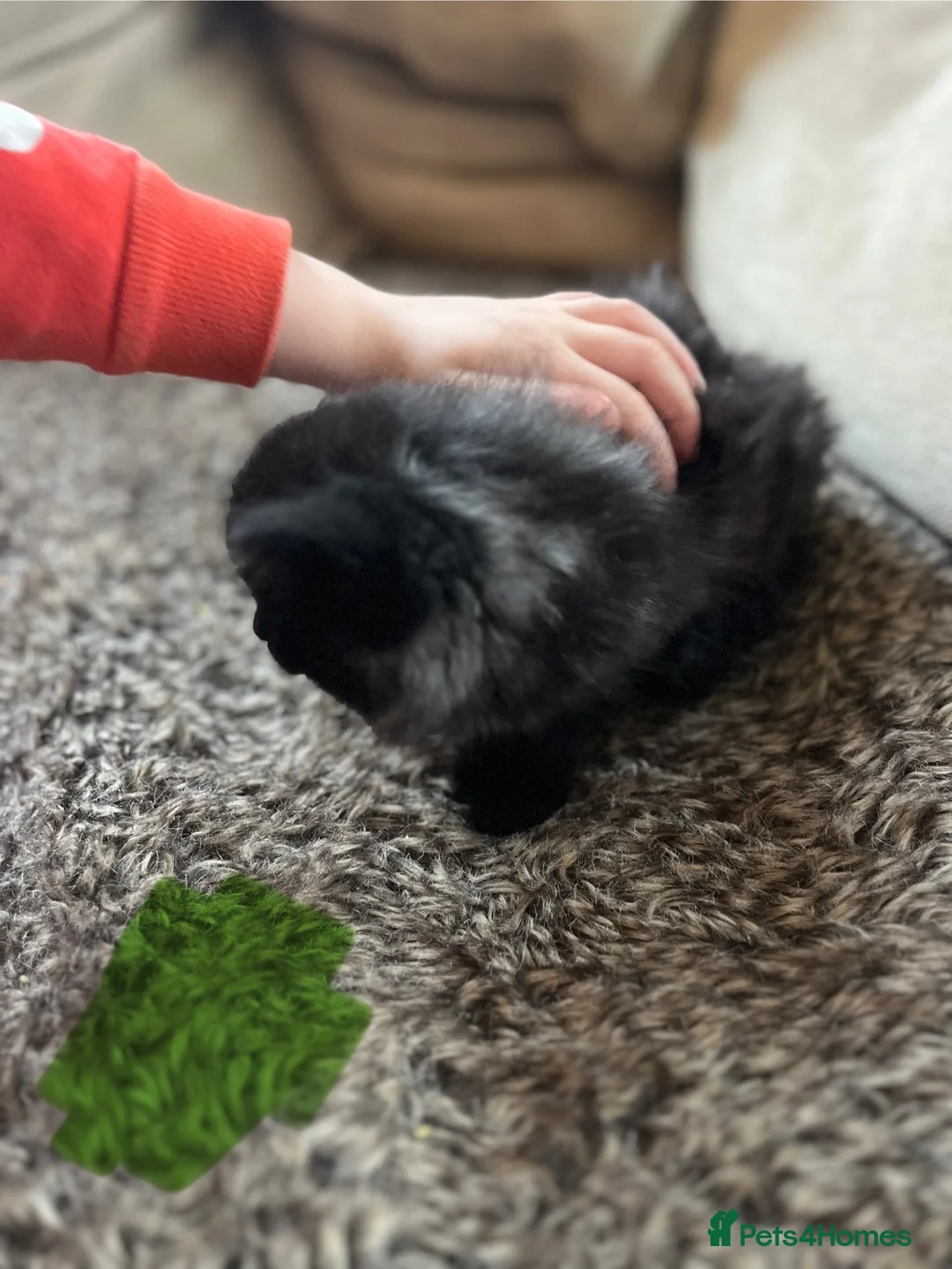 Mixed Breed cats for sale: Black kittens  - Advert 7