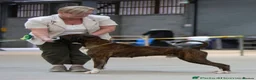 Boxer dogs for stud: CHAMPION B&W Boxer Dog HT0 Sires Reds & Brindles in Barnsley - Advert 5