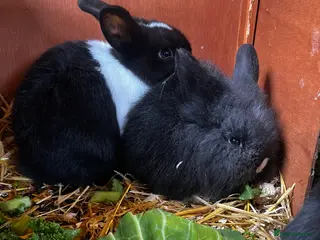 Lionhead rabbits Bouncing baby bunnies - Advert 2