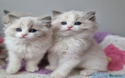 Ragdoll cats for sale: 🌸Stunning TICA🏆Kittens | Award winning cattery🌸 in Slough - Image 10