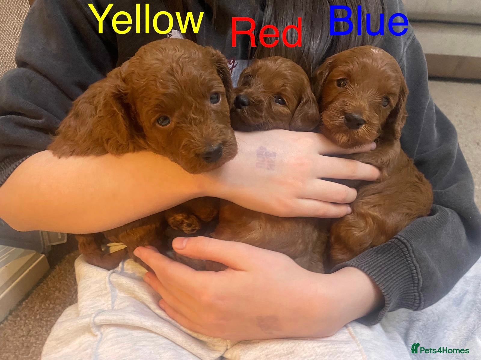 Cockapoo dogs ✨ Cockapoo Puppies – Family‑Raised Well‑Handled ✨ in Grays - Advert 6