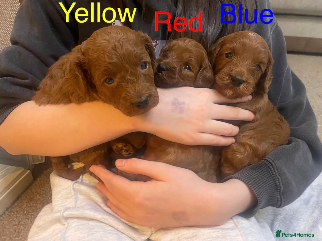 Cockapoo dogs for sale: ✨ Cockapoo Puppies – Family‑Raised Well‑Handled ✨ - Advert 2