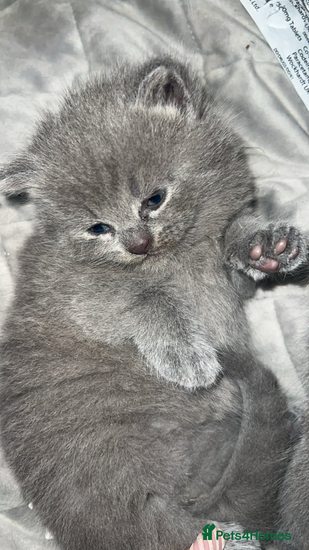 British Longhair cats for sale: BLH and BSH - Advert 2