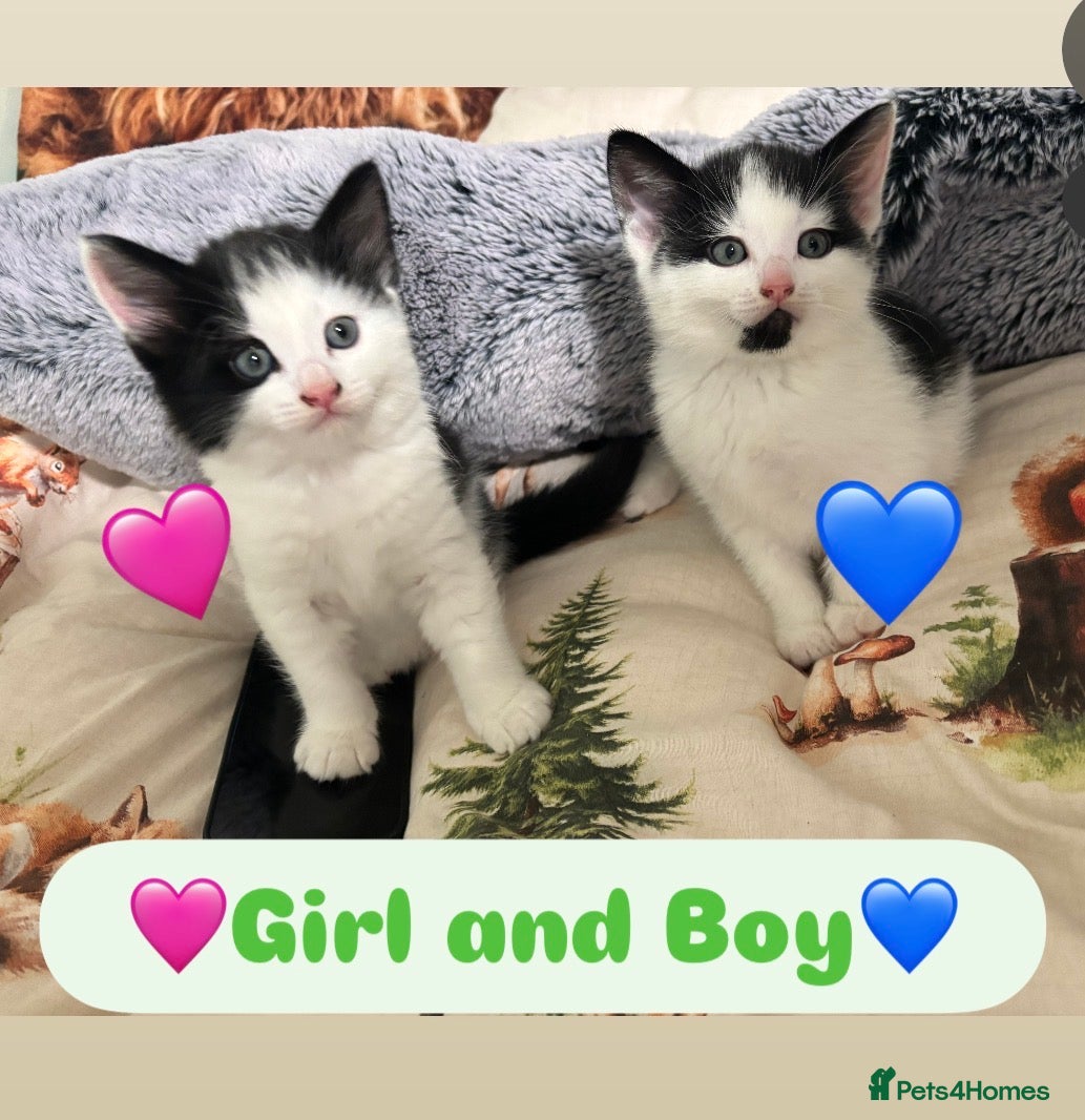 Mixed Breed cats Kittens - Advert 9