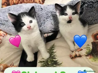 Mixed Breed cats Kittens - Advert 9