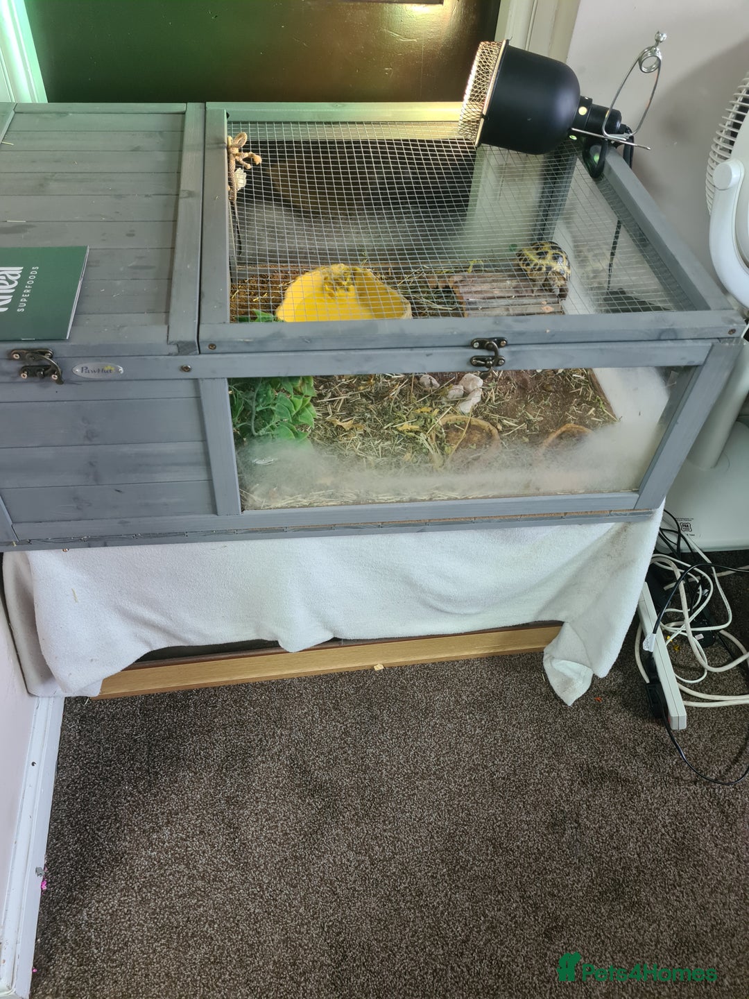 Mixed Breed invertebrates for sale: Tortoise - Advert 2