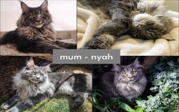 Maine Coon cats for sale: GCCF Blue Torbie Maine Coon Kittens - 3 girls - Advert 4