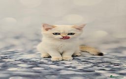 British Shorthair cats for sale: Excellent Scottish straight and fold kittens - Image 15