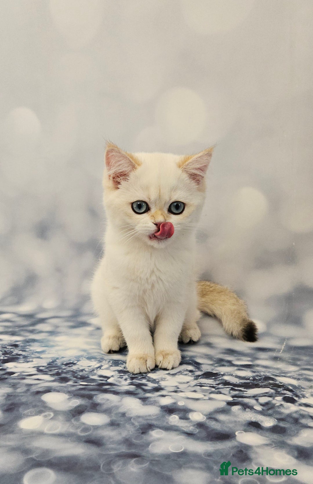 British Shorthair cats for sale: Excellent Scottish straight and fold kittens - Image 15