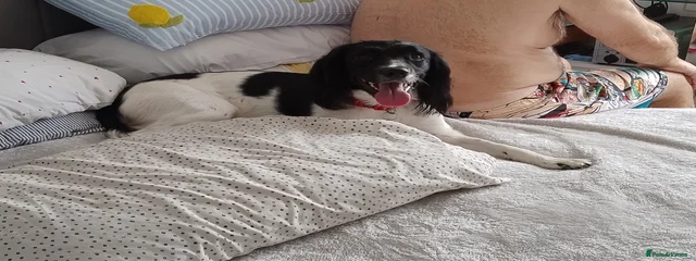 Bonnie