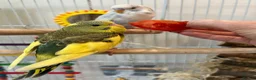Budgerigars birds for sale: Friendly boy pair budgies with full setup! - Advert 8