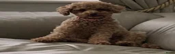 Toy Poodle dogs for sale: Fully health tested Deep Red Toy poodle puppies  - Advert 6