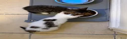 Mixed Breed cats for sale: Male and female kittens for sale  - Advert 2