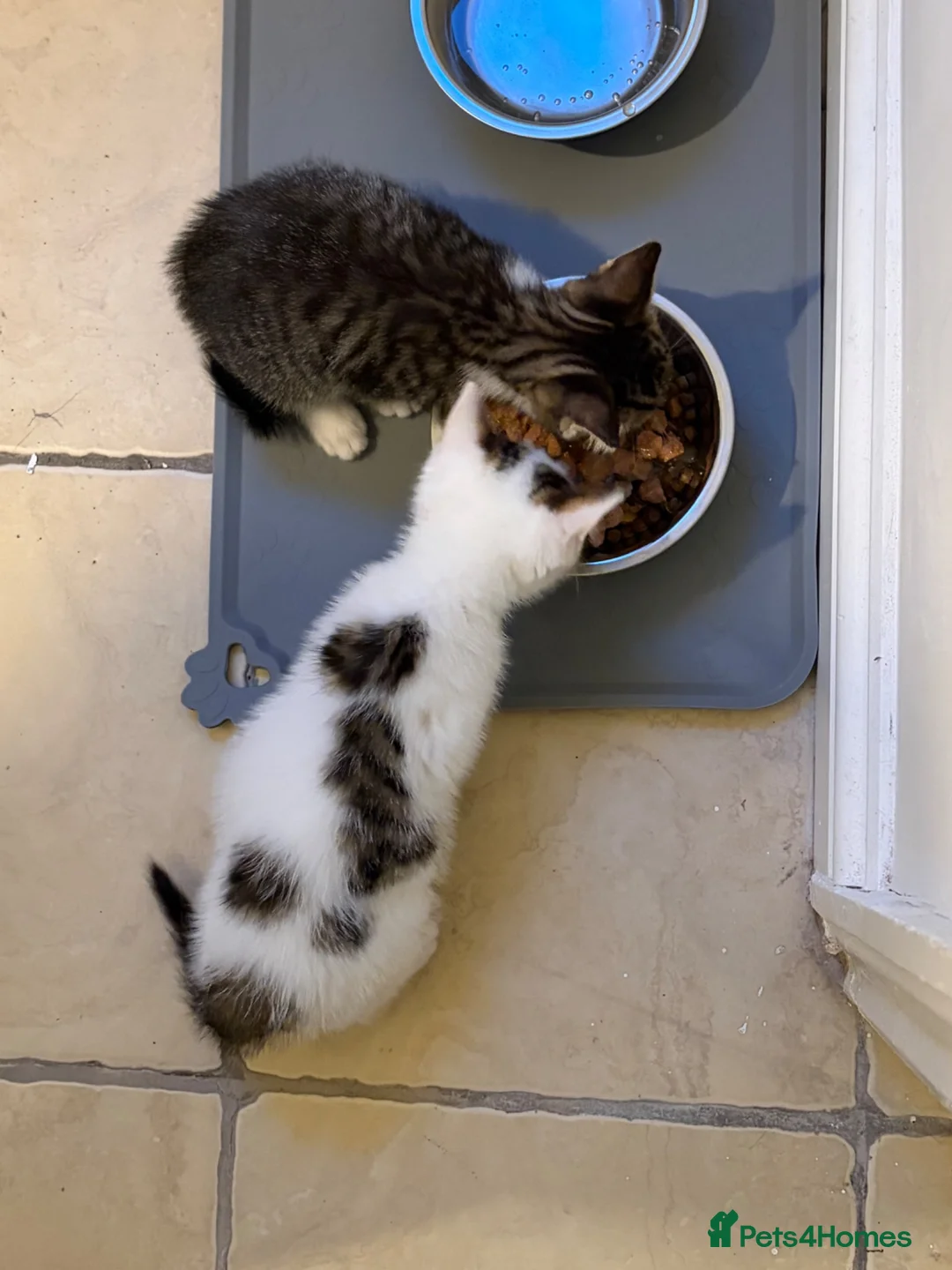Mixed Breed cats for sale: Male and female kittens for sale  - Advert 2