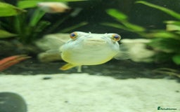 Pufferfish fish for sale: Fahaka puffer fish  - Image 3