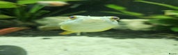 Pufferfish fish for sale: Fahaka puffer fish  - Advert 3
