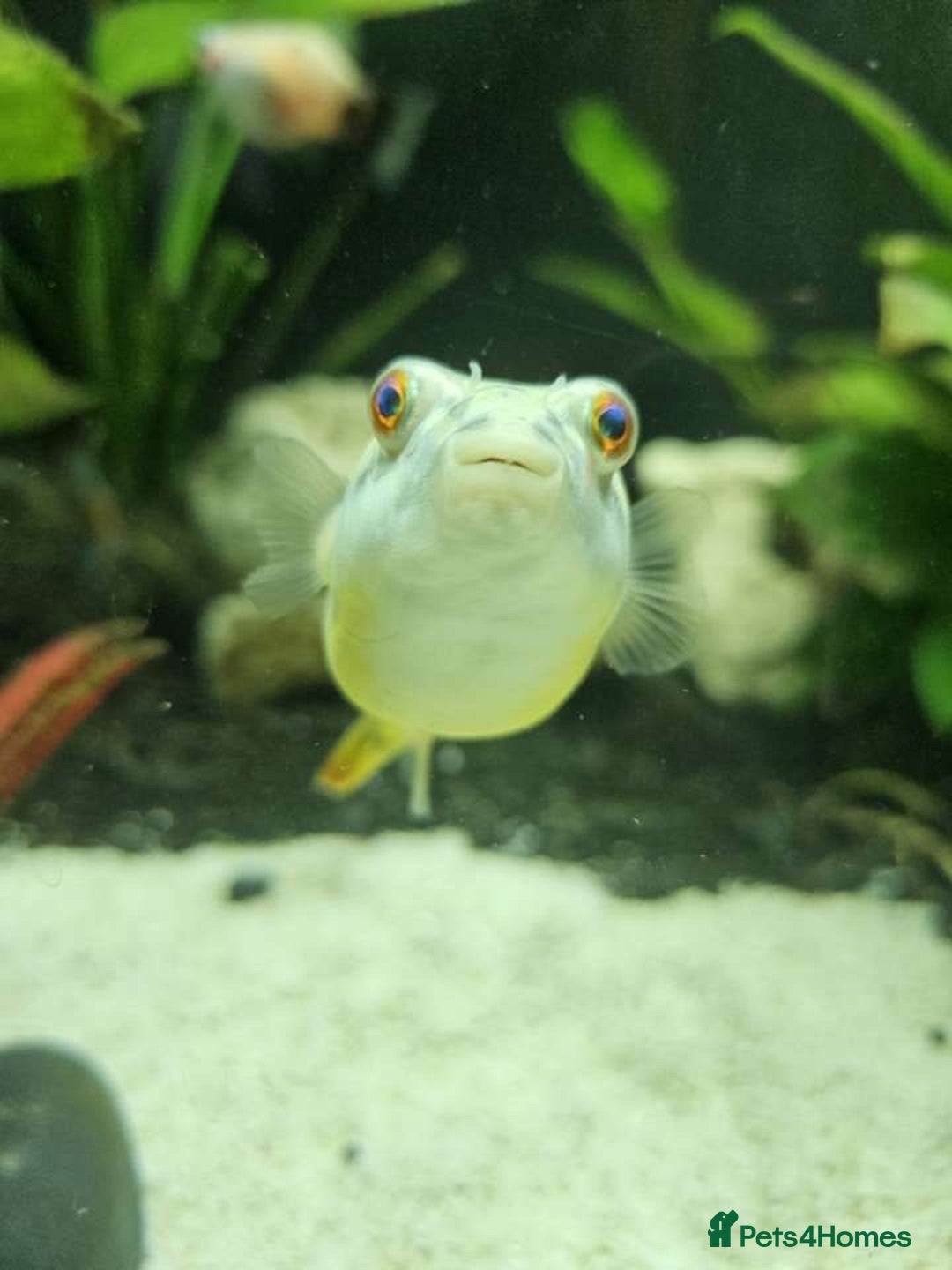 Pufferfish fish for sale: Fahaka puffer fish  - Image 3