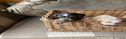 Cocker Spaniel dogs for sale: Cocker spaniel puppies 4 boys & 4 girls  in Bedlington - Advert 9