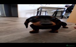 Dachshund dogs for sale: Miniature Dachshund 12 Weeks Girl - Image 3
