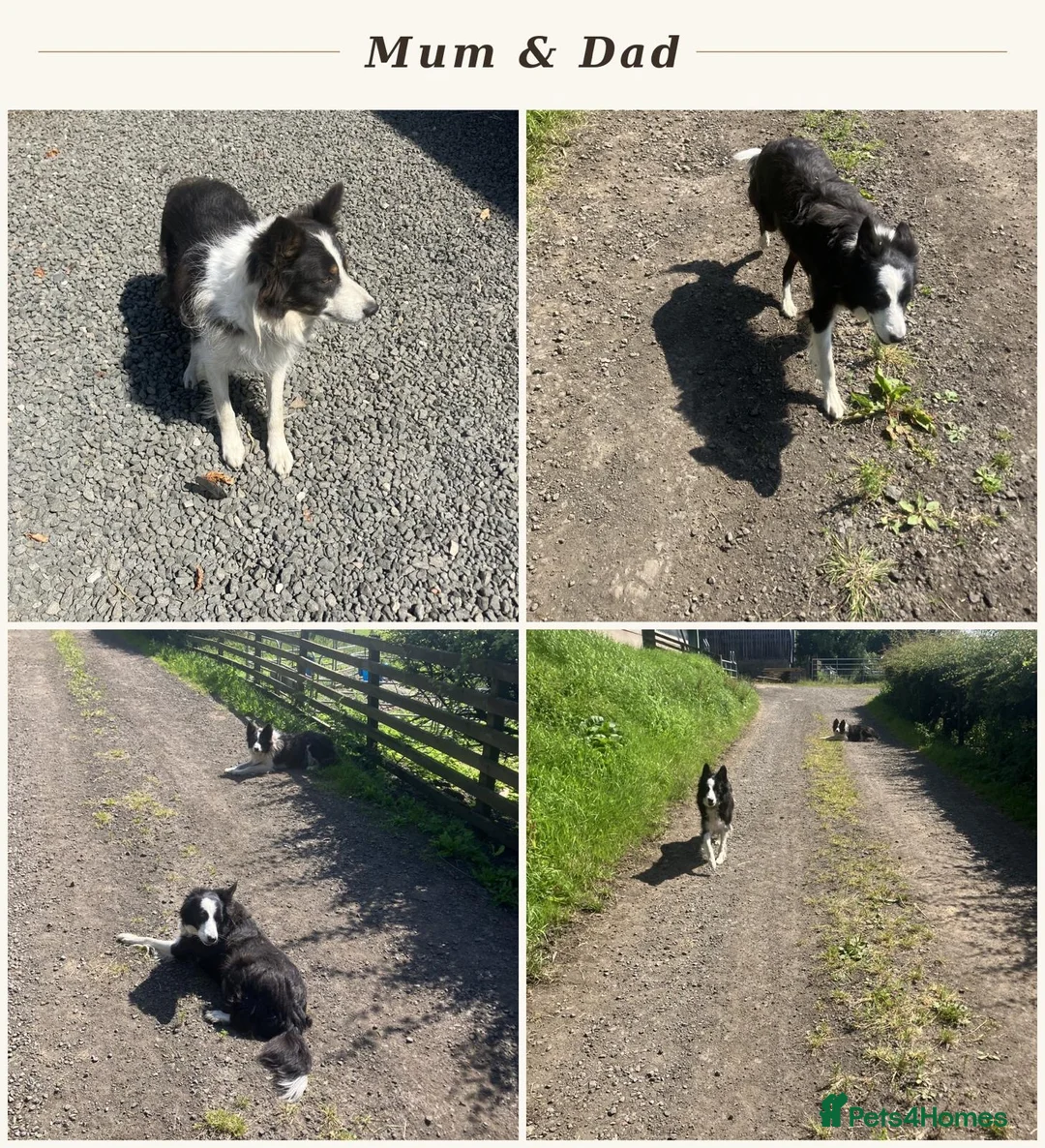 Border Collie dogs for sale: Border Collie Puppies  - Advert 1