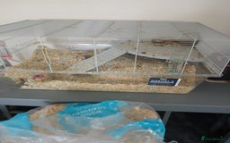 Gerbil rodents for sale: Sisters - Image 2