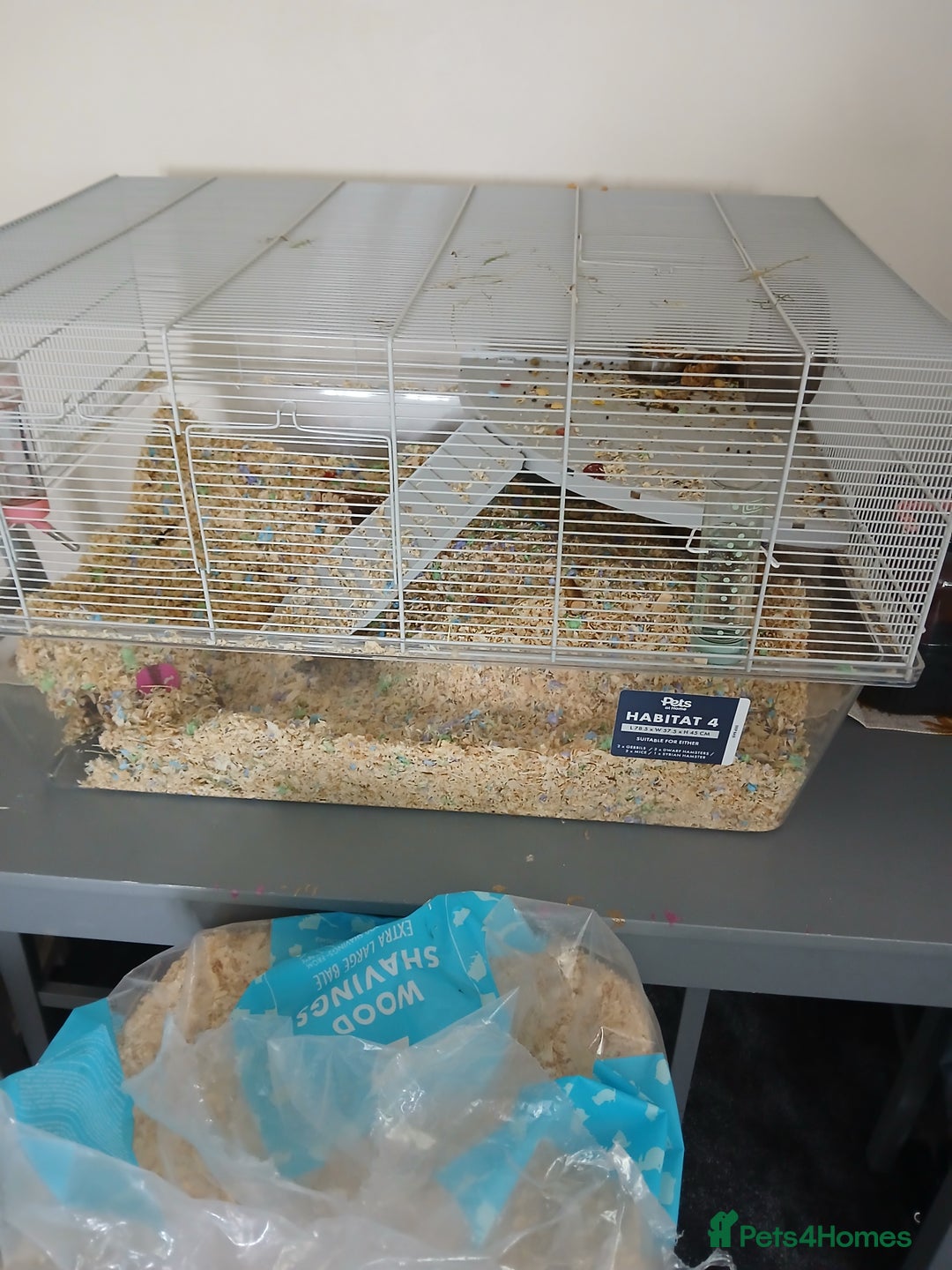 Gerbil rodents for sale: Sisters - Image 2