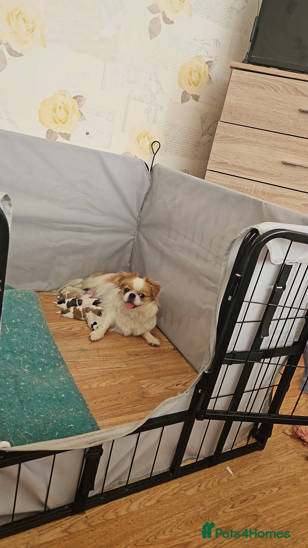 Mixed Breed dogs for sale: 4 beautiful little puppies chihuahua/shih tzu X - Advert 17