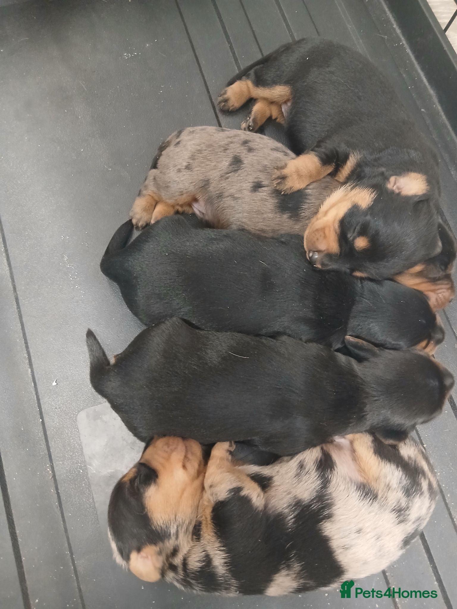 Dachshund dogs Dutch hound puppies  - Advert 1
