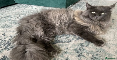 Maine Coon cats - Advert 10