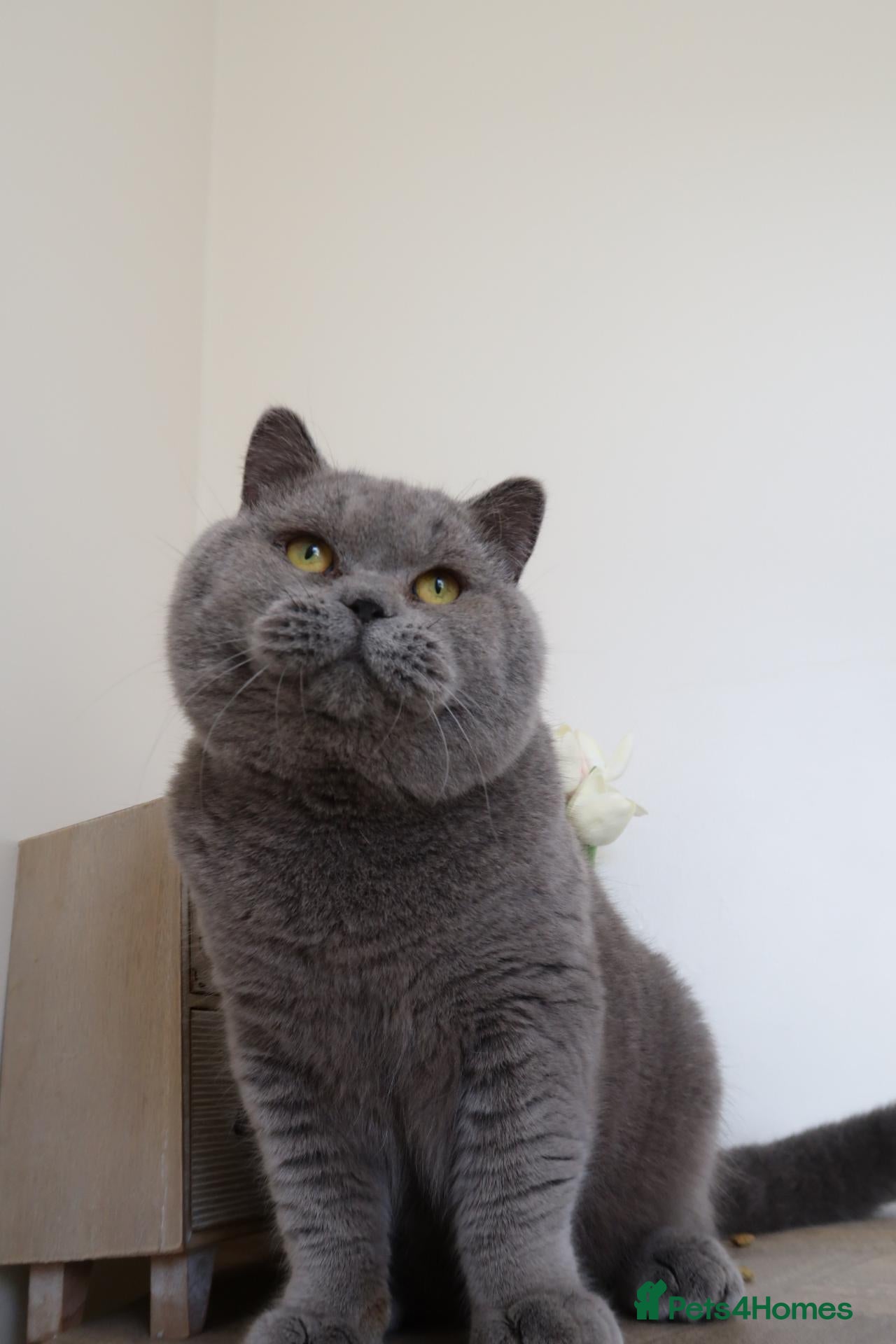 British Shorthair cats GCCF & TICA ACTIVE BSH male - Advert 19
