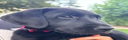 Labrador Retriever dogs for sale: KC Reg Black Labrador Puppies (£1500 Fixed Price) - Advert 1
