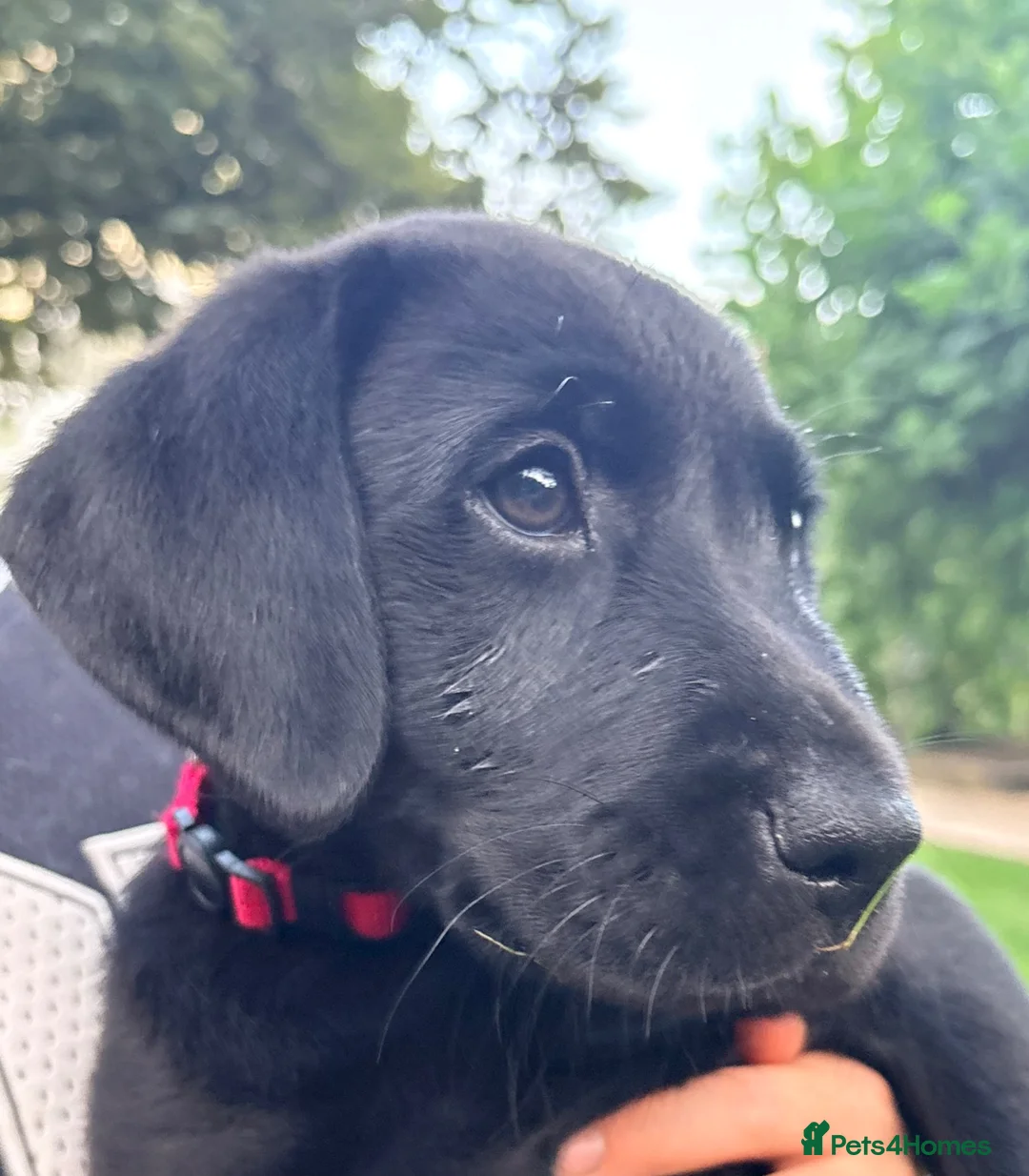 Labrador Retriever dogs for sale: KC Reg Black Labrador Puppies (£1500 Fixed Price) - Advert 1