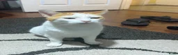 Domestic Shorthair cats for sale: Tommy in Bradford - Advert 2