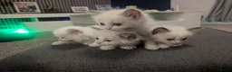 Ragdoll cats for sale: Ragdoll kittens  - Advert 5