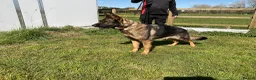 German Shepherd dogs for sale: 1 sable female & 2 male German shepherds - Advert 6