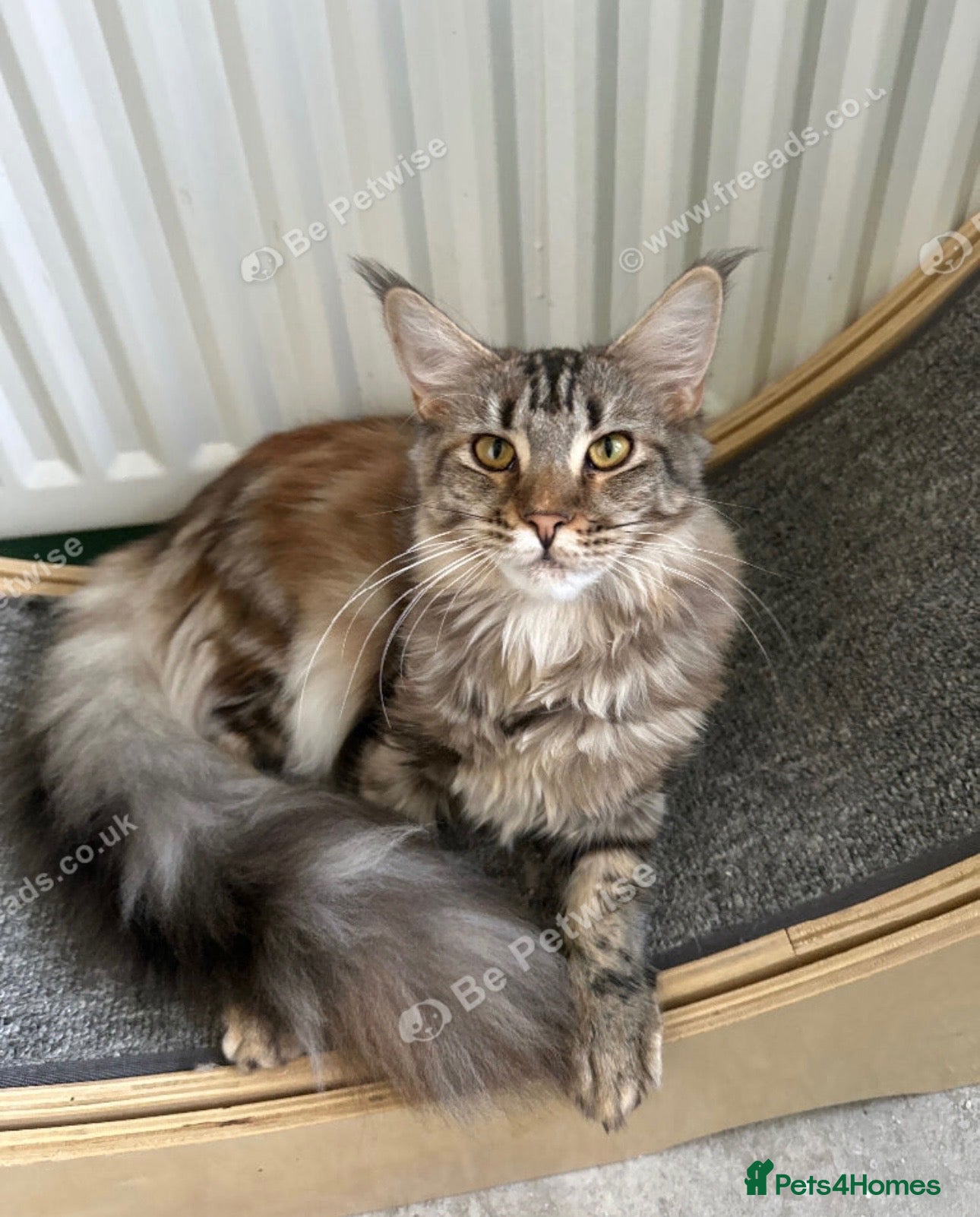 Maine Coon cats Maine Coon future queen  - Advert 1