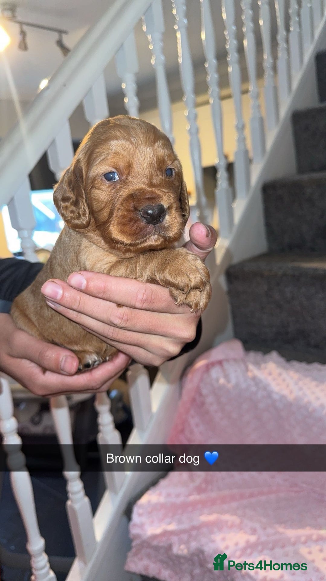 Cocker Spaniel dogs for sale: Red cocker spaniel  - Image 5
