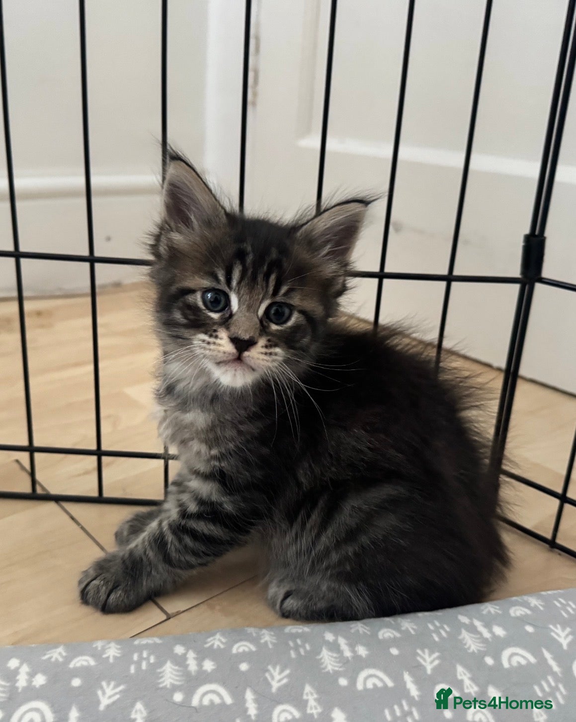 Maine Coon cats Maine Coon kittens.  - Advert 5