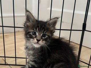 Maine Coon cats Maine Coon kittens. - Advert 5