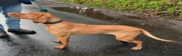 Hungarian Vizsla dogs for sale: Hungarian Vizsla Female - Advert 2