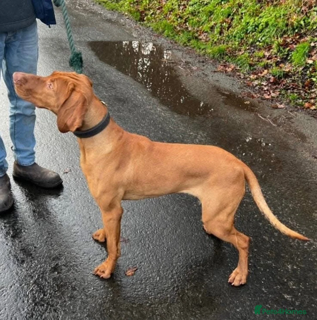 Hungarian Vizsla dogs for sale: Hungarian Vizsla Female - Advert 2