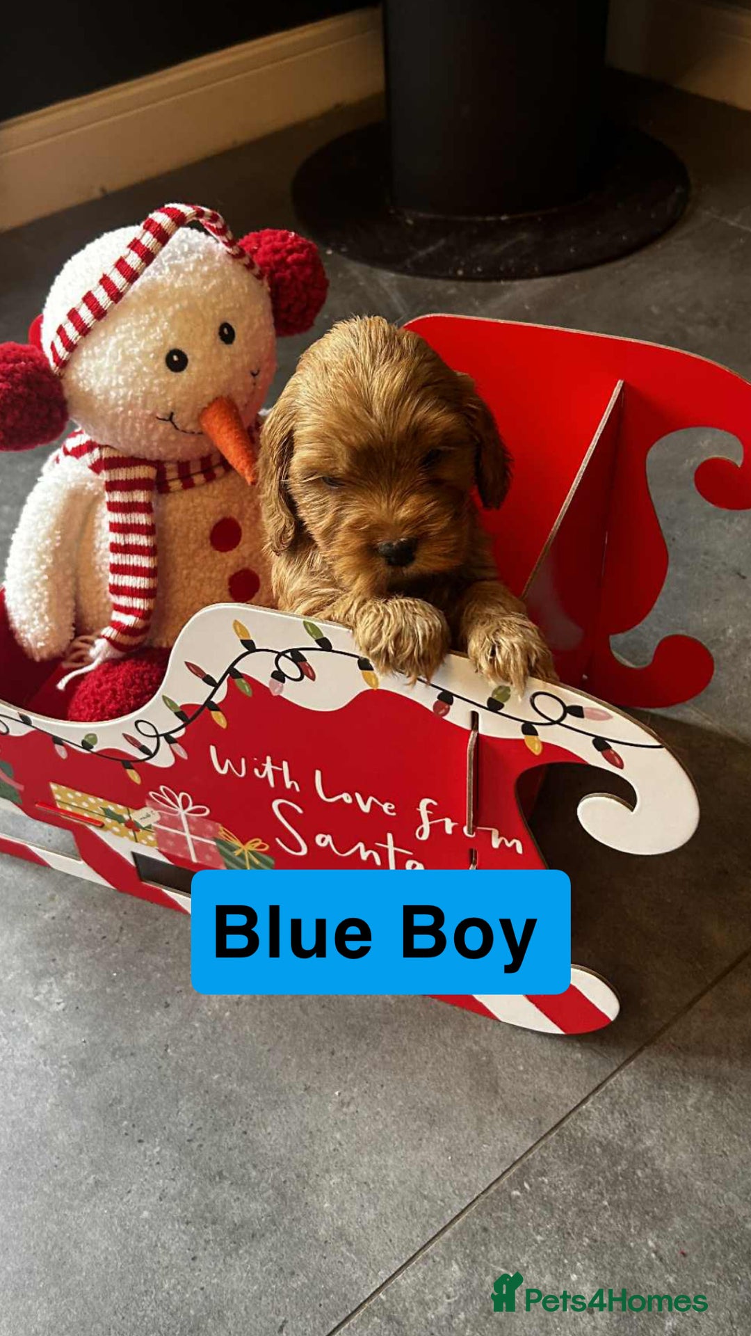 Cockapoo dogs for sale: F2 Cockapoo pups - Advert 6