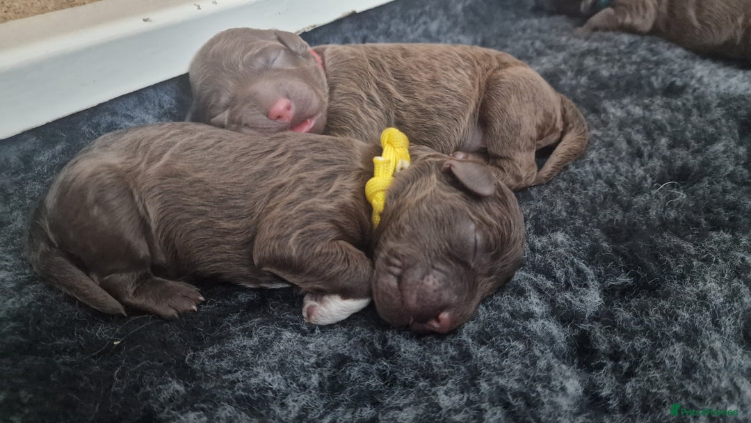 Lagotto Romagnolo dogs for sale: Lagotto Romagnolo, pure breed, KC reg litter - Image 16