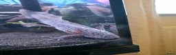 Axolotl reptiles for sale: Axanthic axolotl - Advert 6