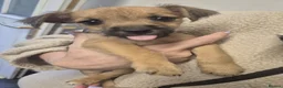 Mixed Breed dogs for sale: Patterdale X Lakeland Puppies for Sale **2 LEFT** - Advert 2